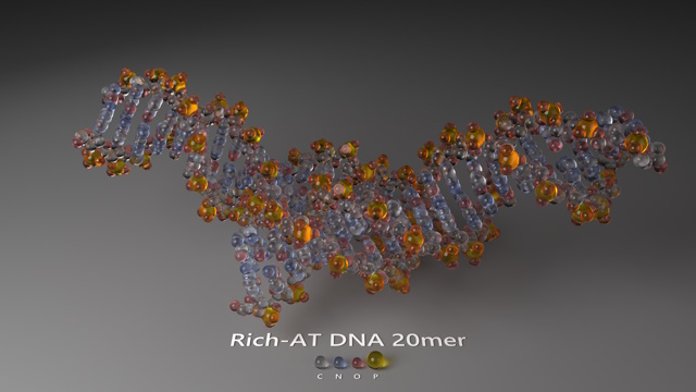 Rich-AT DNA 20mer