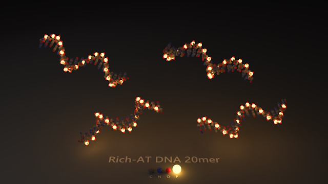 Rich-AT DNA 20mer